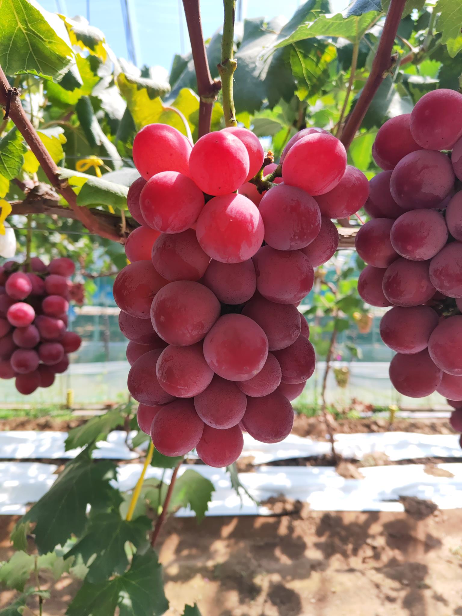 管家婆资料图中特